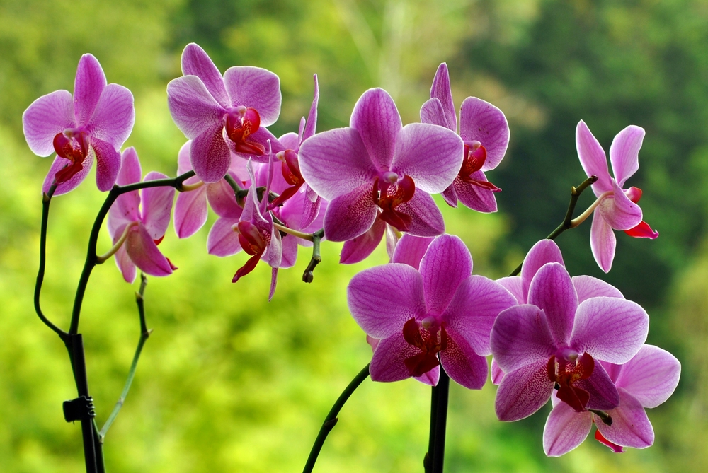 orchids