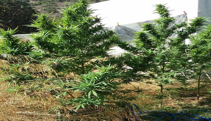 Κως: Συλλήψεις 43χρονης και 45χρονου για καλλιέργεια δενδρύλλιων κάνναβης