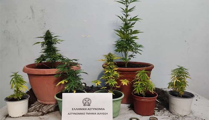 Συνελήφθη 60χρονος αλλοδαπός για καλλιέργεια κάνναβης στη Ρόδο