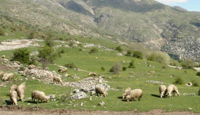 Παράταση καταβολής μισθωμάτων (έως 15-02-2018) για τις κατανομές δημόσιων βοσκήσιμων εκτάσεων ετών 2016, 2017