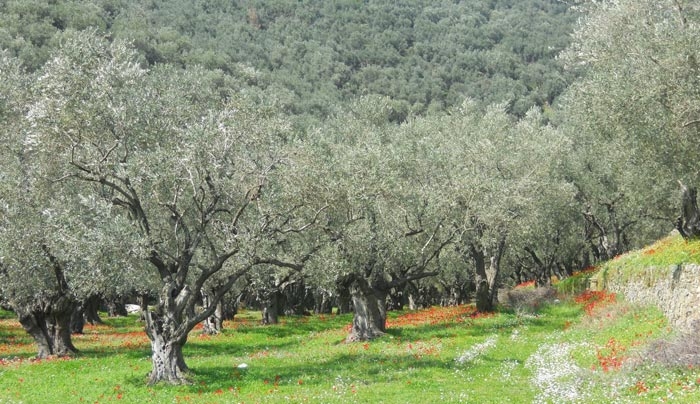 «Προσβολή Ελαιώνων από το έντομο Ρυγχίτη- Οδηγίες αντιμετώπισης»