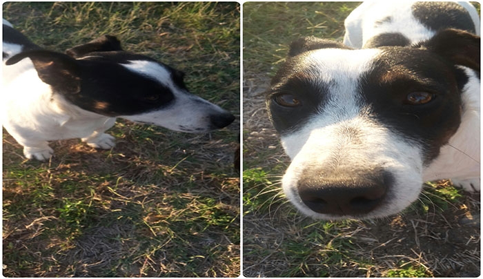 ΒΡΕΘΗΚΕ Jack Russel στο Ψαλίδι! -Γνωρίζετε σε ποιον ανήκει;