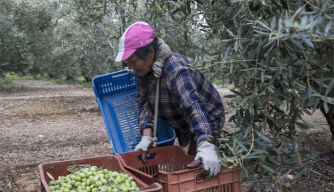 ΑΑΔΕ: Άνοιξε η πλατφόρμα για την επιστροφή ΦΠΑ στους αγρότες ειδικού καθεστώτος