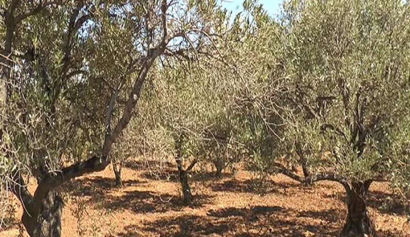 HΛΙΑΣ ΜΑΛΙΛΗΣ: ΣΟΒΑΡΗ Η ΖΗΜΙΑ ΦΕΤΟΣ ΣΤΟΝ ΕΛΑΙΟΚΑΡΠΟ ΑΠΟ ΤΟΝ ΔΑΚΟ