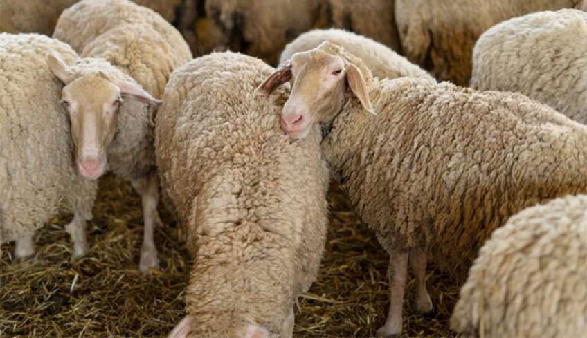 Μαγνησία: Νέα κρούσματα ευλογιάς σε κτηνοτροφικές μονάδες