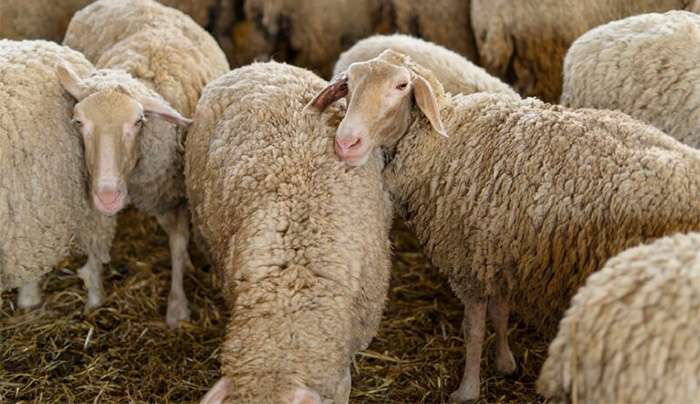 Μαγνησία: Νέα κρούσματα ευλογιάς σε κτηνοτροφικές μονάδες