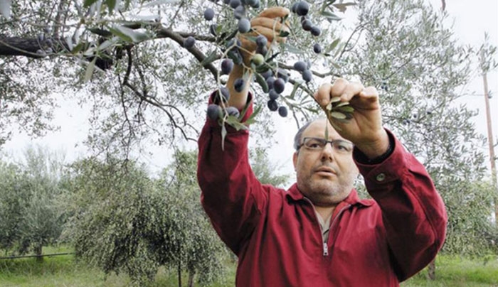 Έναρξη δολωματικών ψεκασμών δακοκτονίας στα νησιά Κω και Αστυπάλαια