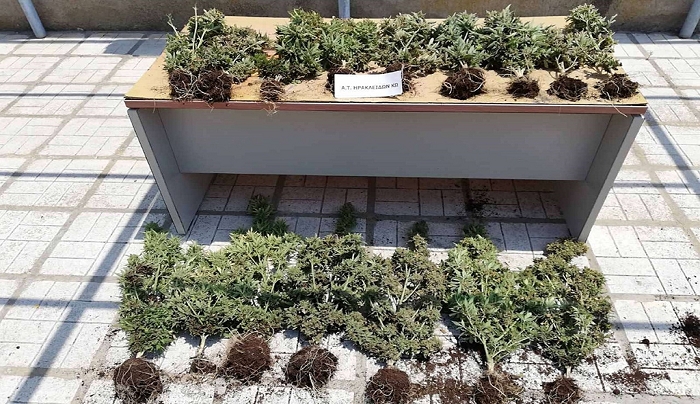Συνελήφθη 60χρονος για καλλιέργεια κάνναβης στην Κω