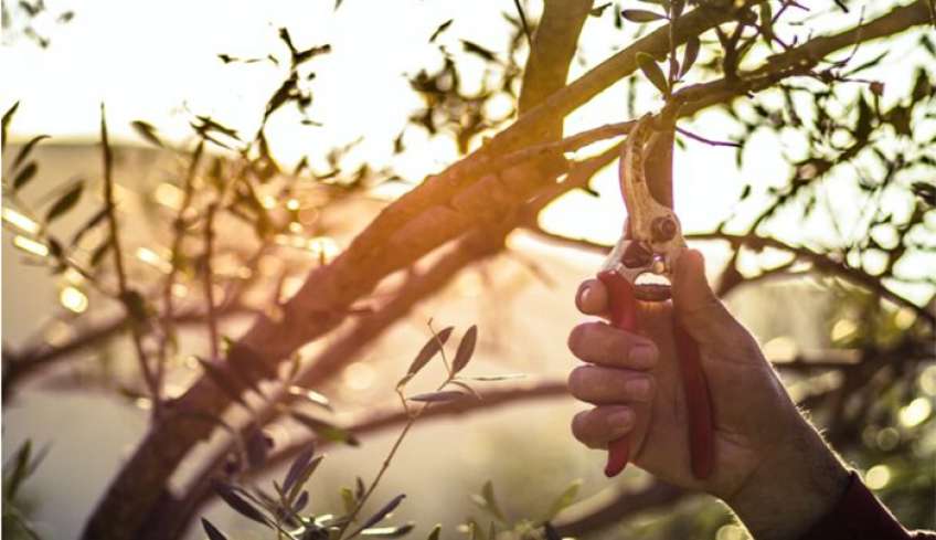 Η τέχνη του κλαδέματος της ελιάς