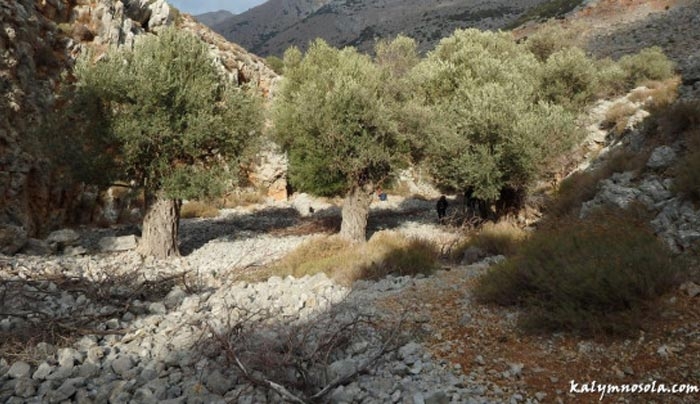 Κάλυμνος: Γυναίκα έπεσε από ελαιόδεντρο και σκοτώθηκε!