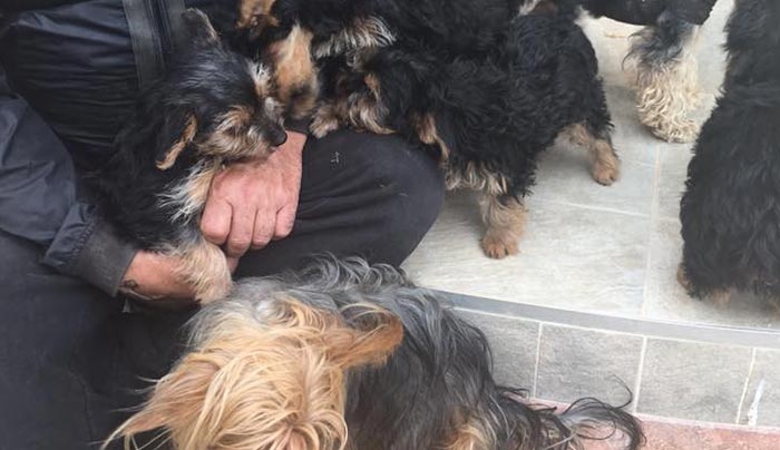 Πανέμορφα Yorkshire terrier ψάχνουν σπίτι!