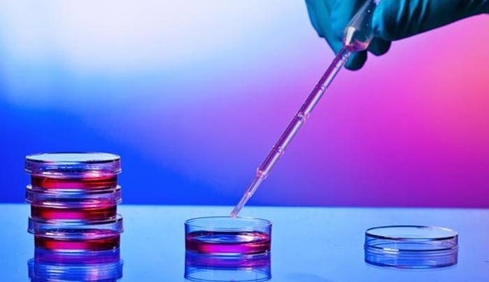 Θεραπεία με βλαστοκύτταρα αναγέννησε καρδιές πειραματόζωων μετά από έμφραγμα