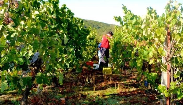 Μέχρι τις 30-11-2017 οι  δηλώσεις συγκομιδής οινοστάφυλων και η αίτηση για ενίσχυση αμπελώνων (VQPRD)