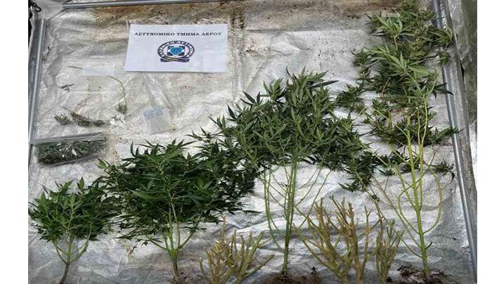 Συνελήφθη στη Λέρο ημεδαπός που είχε αναπτύξει εσωτερικού τύπου καλλιέργεια κάνναβης