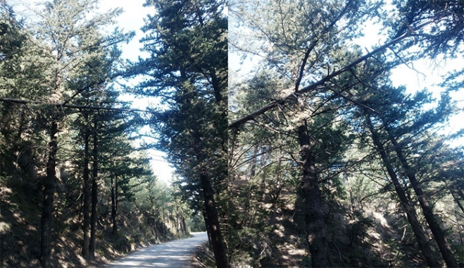 Γιώργος Παπαθεοδωράκης: Καταγγελία για το δρόμο προς την Κεφαλόβρυση Ασφενδιού!