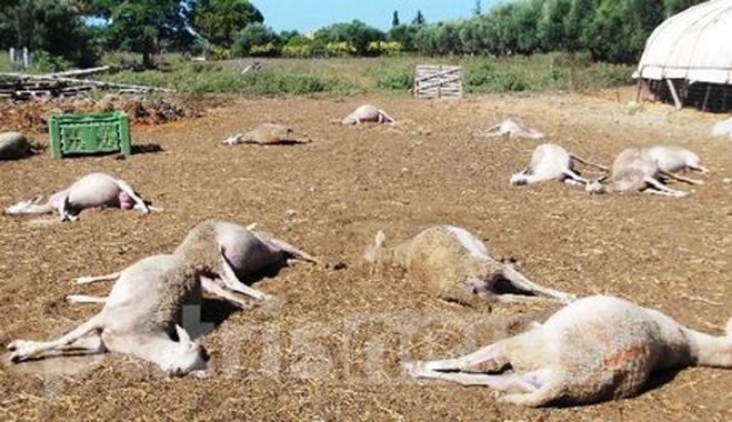 Δηλητηρίασαν ολόκληρο κοπάδι πρόβατα