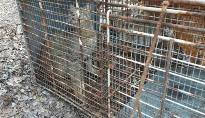 Εντοπίστηκε φουρόγατος στην Κρήτη; Ποιο είναι το «μυθικό» ζώο που αναζητούν οι επιστήμονες