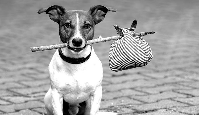 ΧΑΘΗΚΕ Jack Russell στην Κω! -Μπορείτε να βοηθήσετε;