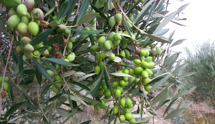 Θα γίνει τελικά η δακοκτονία στο Νότιο Αιγαίο