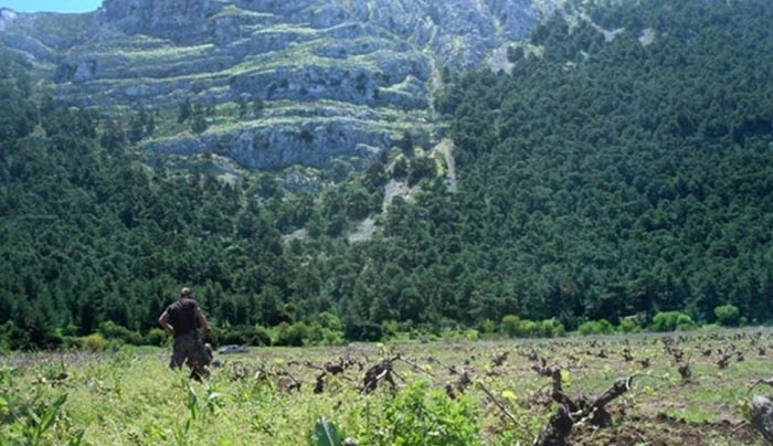 Πρόγραμμα Αναδιάρθρωσης &amp; Μετατροπής Αμπελώνων περιόδου 2017–2018
