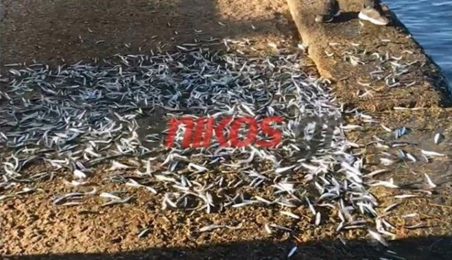 Ανεξήγητο περιστατικό - Τα ψάρια βγήκαν στη στεριά - ΒΙΝΤΕΟ