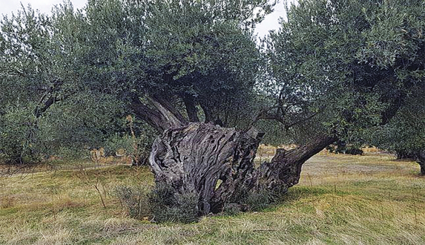 Κάλεσμα συμμετοχής στην προστασία αιωνόβιων ελαιοδέντρων από την Περιφέρεια