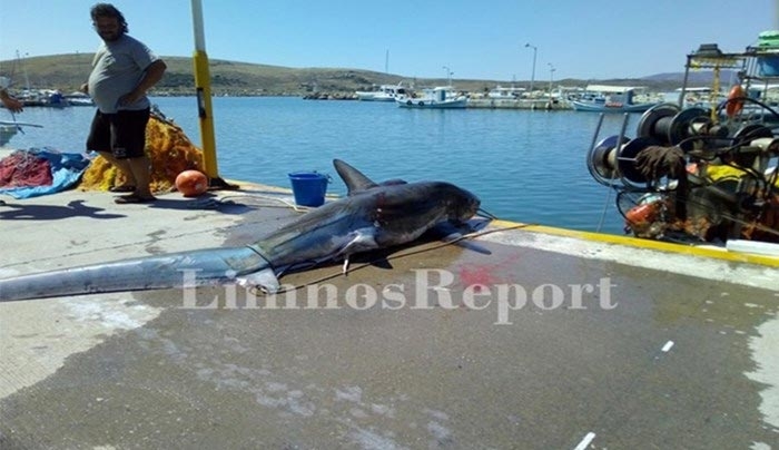 Ψάρεψαν καρχαρία 200 κιλών στη Λήμνο - ΦΩΤΟ