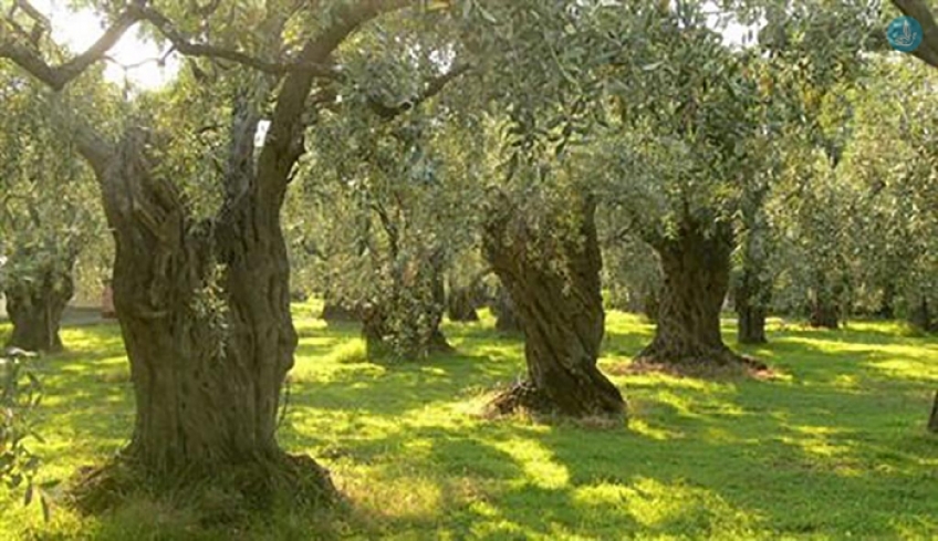 Ολοκλήρωση ψεκασμών Δακοκτονίας – Δυνατότητα έκθλιψης ελαιοκάρπου στα ελαιοτριβεία των νησιών Ρόδου, Κω, Τήλου και Κάσου από Πέμπτη 29 -10-2020