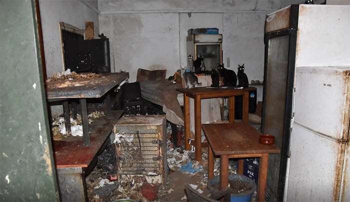 Συνελήφθη ημεδαπός για κακοποίηση ζώων συντροφιάς