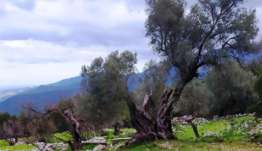 Ξεκινά η δακοκτονία στα Δωδεκάνησα με τον ψεκασμό περισσότερων από 2 εκατ. ελαιοδέντρων