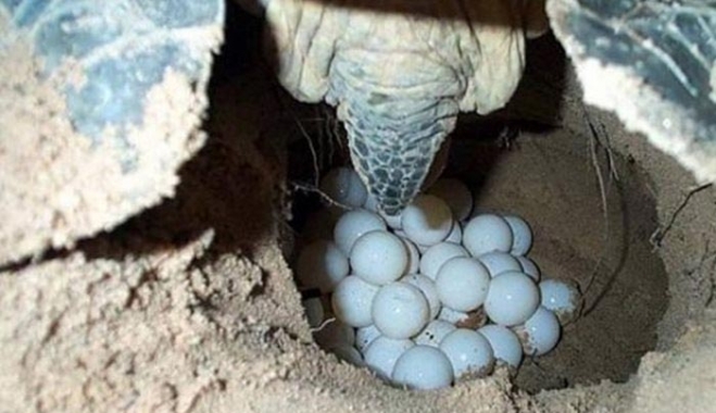 Ζάκυνθος: Εντοπίστηκε η πρώτη φωλιά της caretta - caretta για φέτος