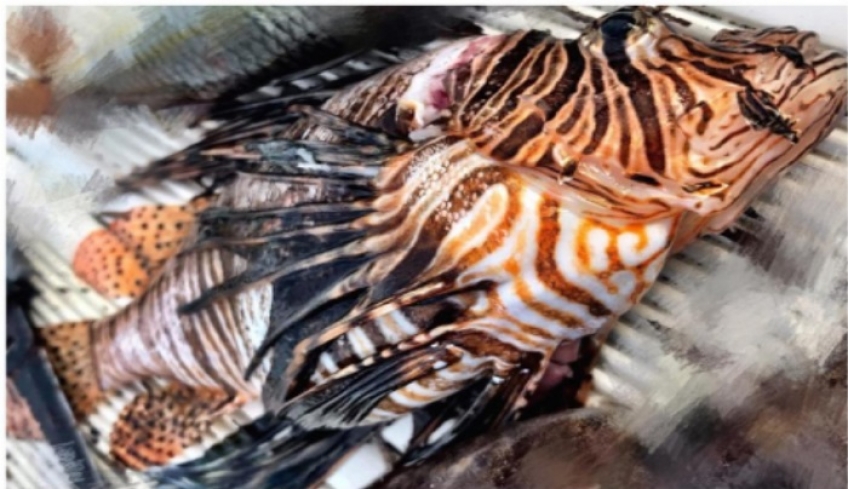 ΛΙΜΕΝΑΡΧΕΙΟ Κω: Λεοντόψαρο – Δηλητηριώδες ψάρι στην Κω