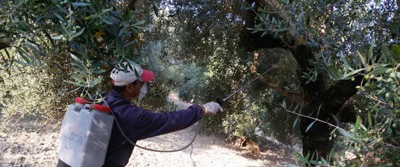 « Έναρξη δολωματικών ψεκασμών δακοκτονίας στο νησί της Κω »