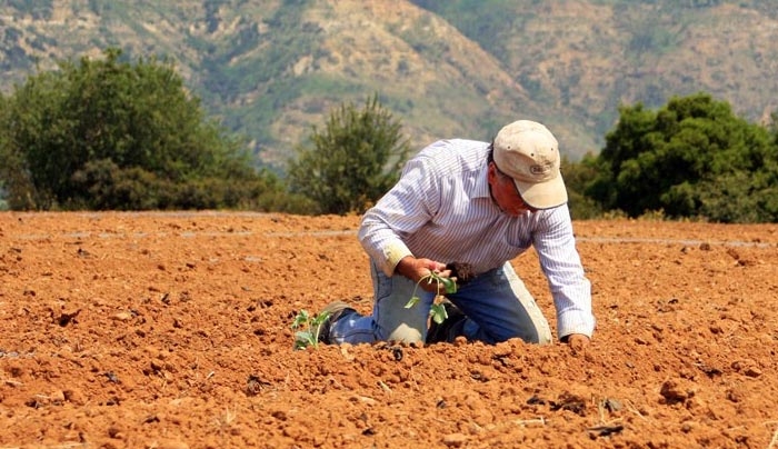 Αυξήσεις έως 182 ευρώ το μήνα στις ασφαλιστικές εισφορές 650.000 αγροτών