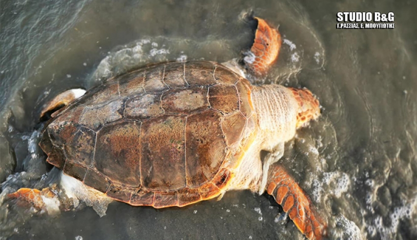 Συνεχίζουν να πεθαίνουν στις παραλίες της Αργολίδας οι θαλάσσιες χελώνες