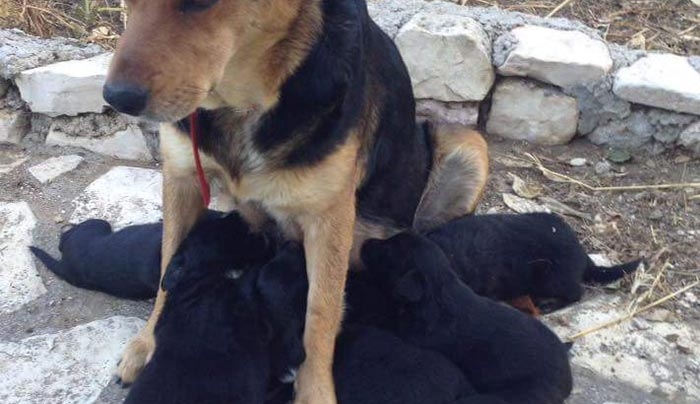 Η μαμά και τα 7 νεογέννητα κουταβάκια της αναζητούν σπίτι για υιοθεσία-φιλοξενία (φωτό)