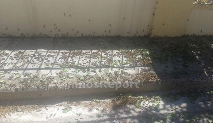 “Πλημμύρισε” ακρίδες ο Άη Στράτης – ΦΩΤΟ, ΒΙΝΤΕΟ