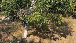 Στο μικροσκόπιο ελεγκτών καλλιέργειες σε νησιά της Δωδεκανήσου